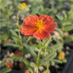 Helianthemum 'Fire Dragon'